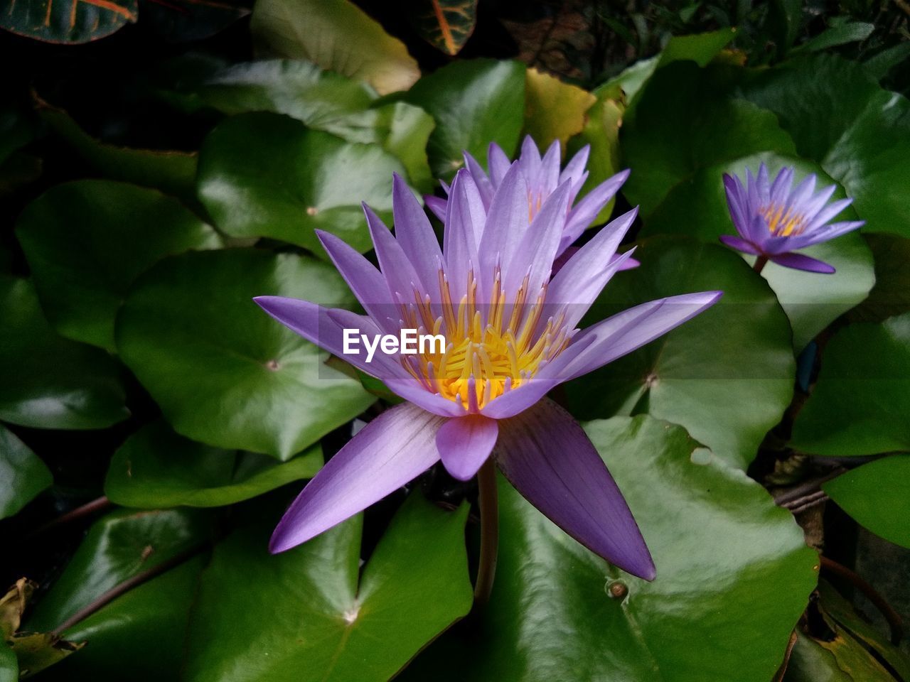 Close-up of purple lotus water lily