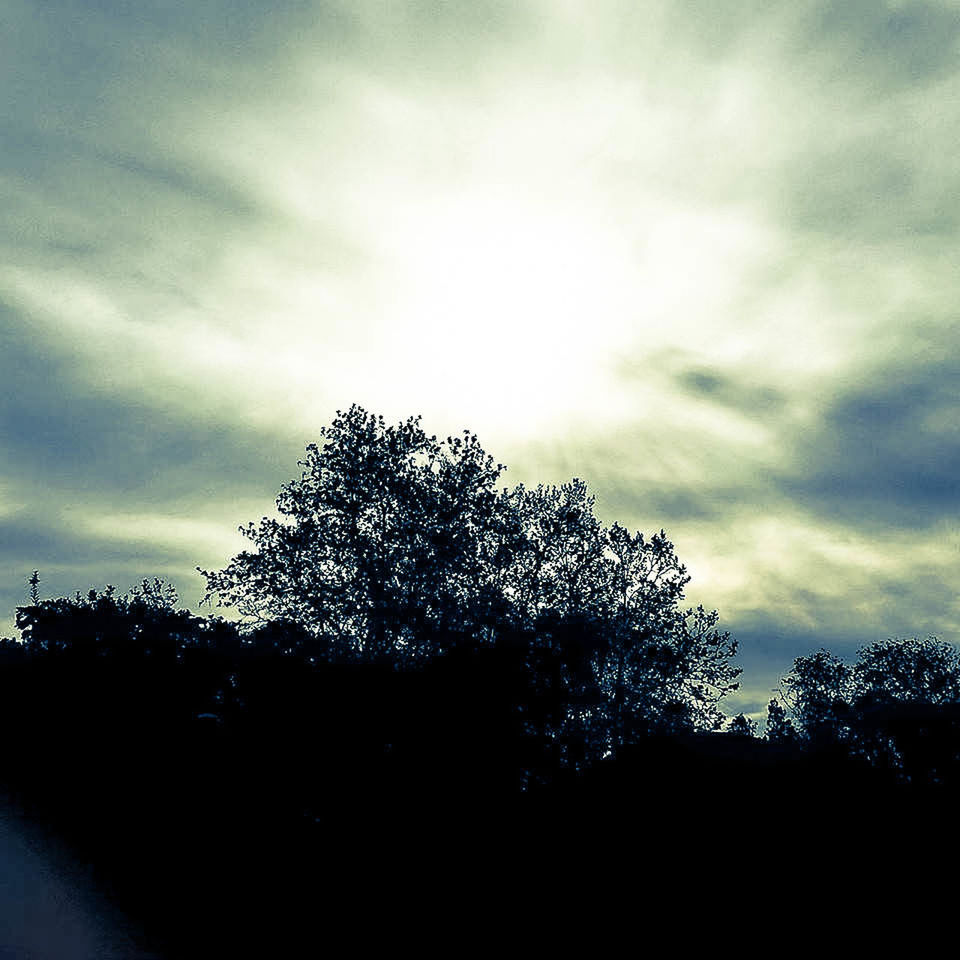 SILHOUETTE TREE AGAINST SKY