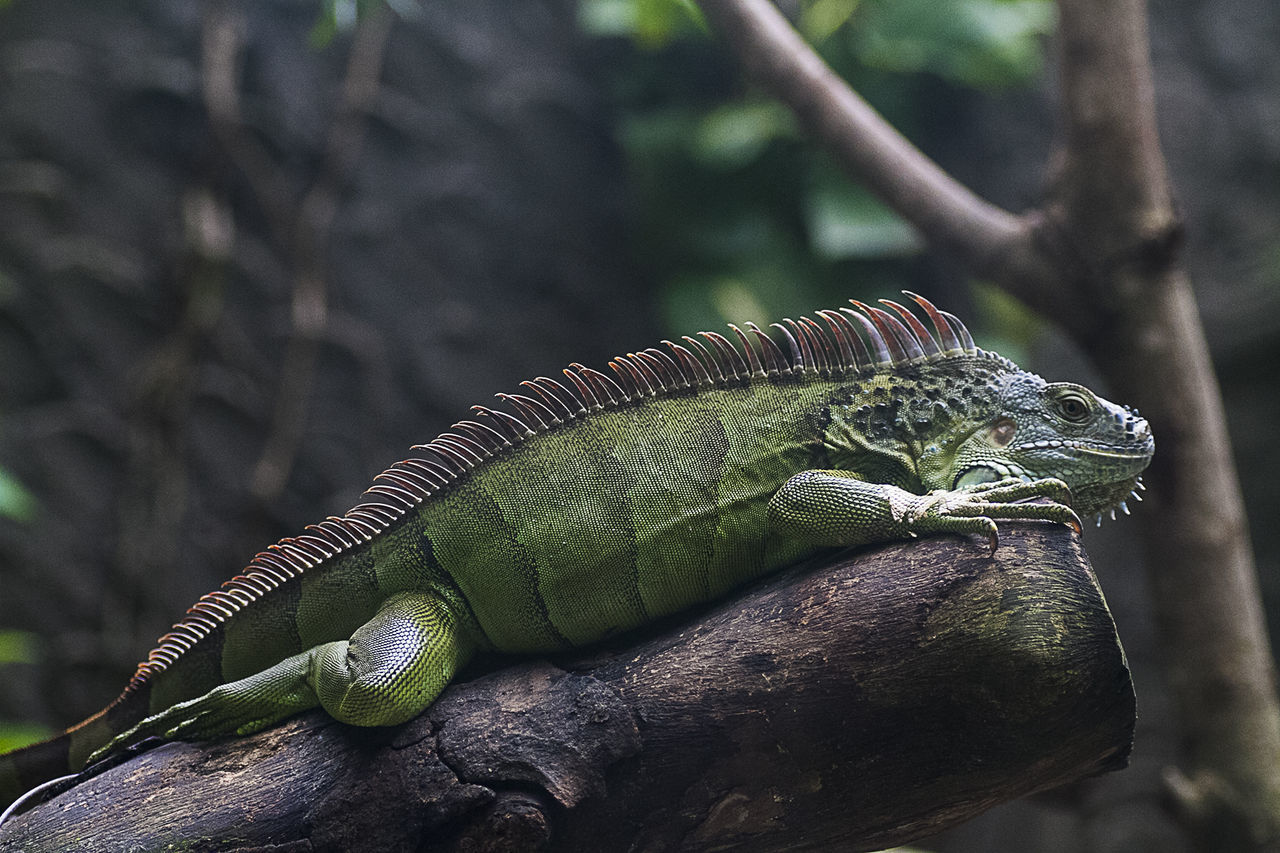 CLOSE-UP OF LIZARD ON TREE BRANCH