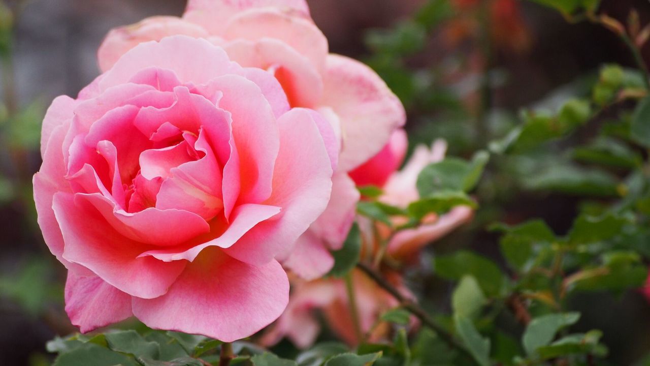 CLOSE-UP OF PINK ROSE BLOOMING OUTDOORS