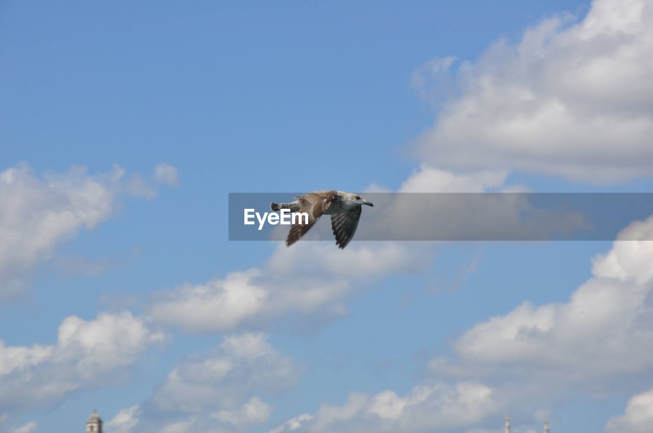 flying, cloud, sky, animal themes, animal, bird, one animal, animal wildlife, wildlife, mid-air, spread wings, low angle view, nature, day, no people, animal body part, motion, blue, bird of prey, outdoors, wing