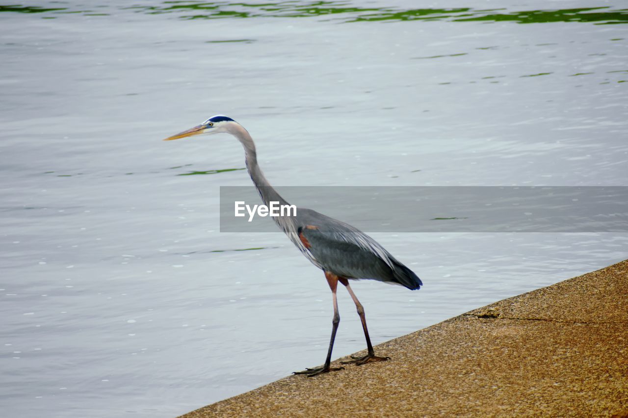 SIDE VIEW OF A BIRD PERCHING ON A SEA