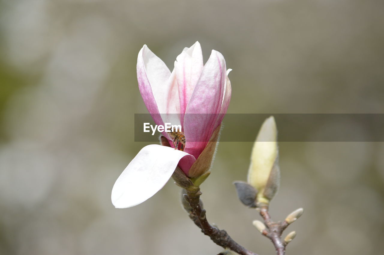 Close-up of pink flower buds