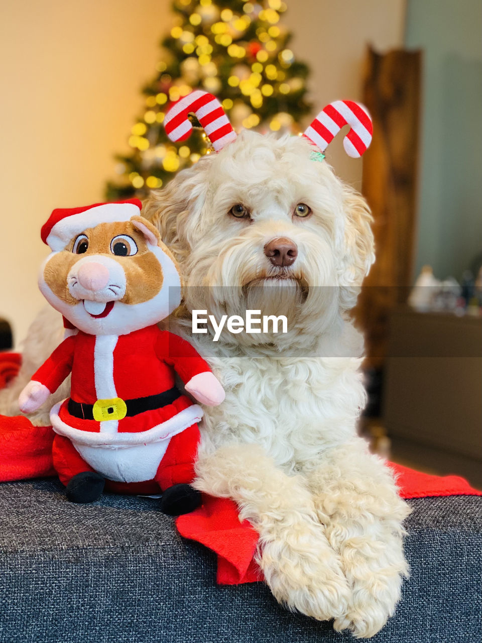 Cobberdog christmas dog with stuffed animal