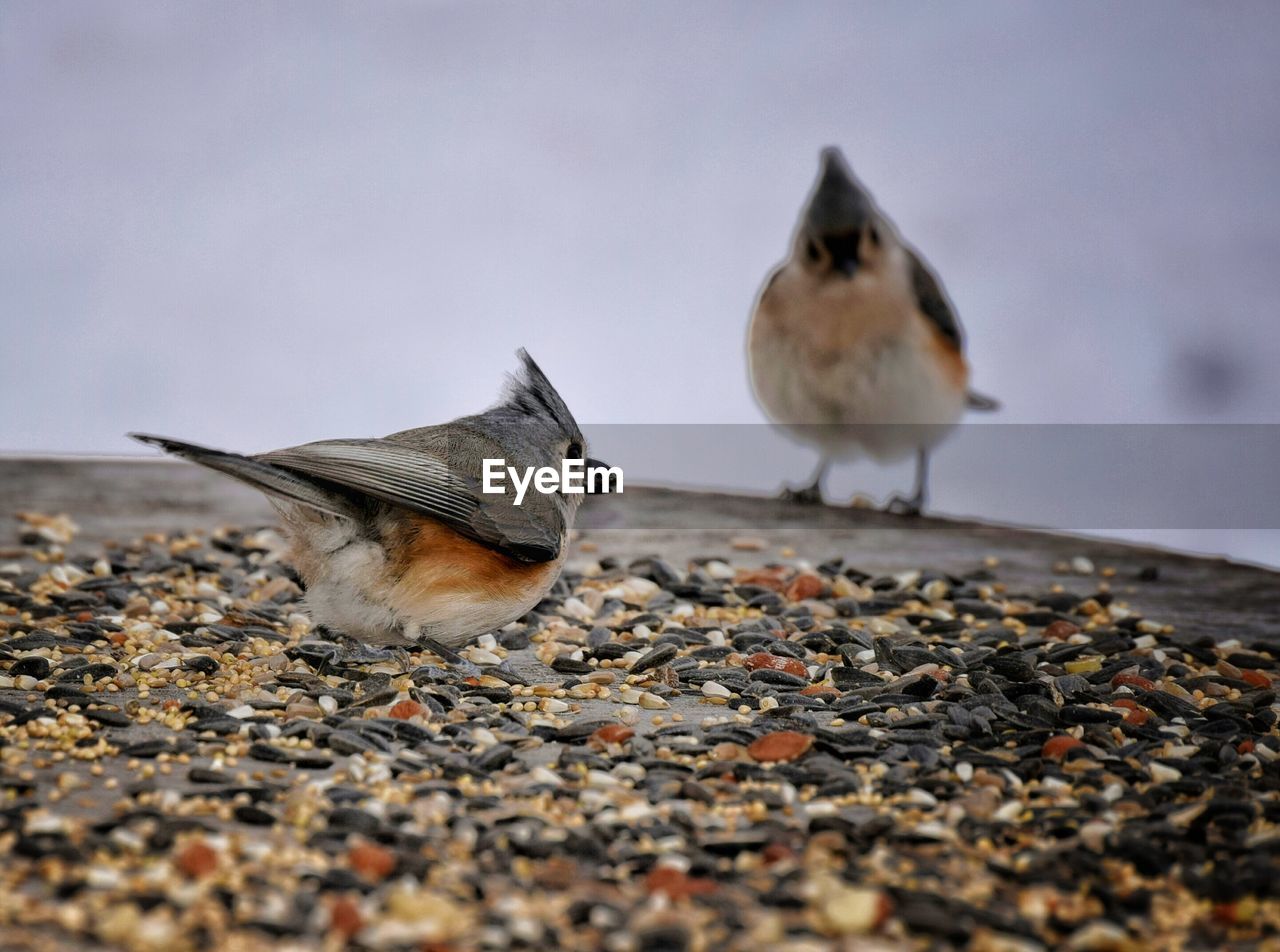 CLOSE-UP OF BIRD ON SHORE