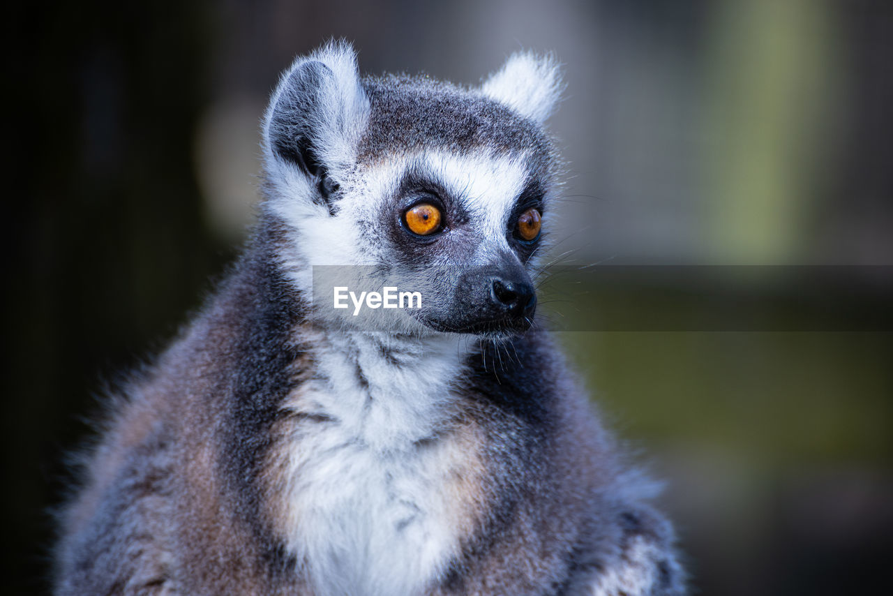 Lemur at the safari park