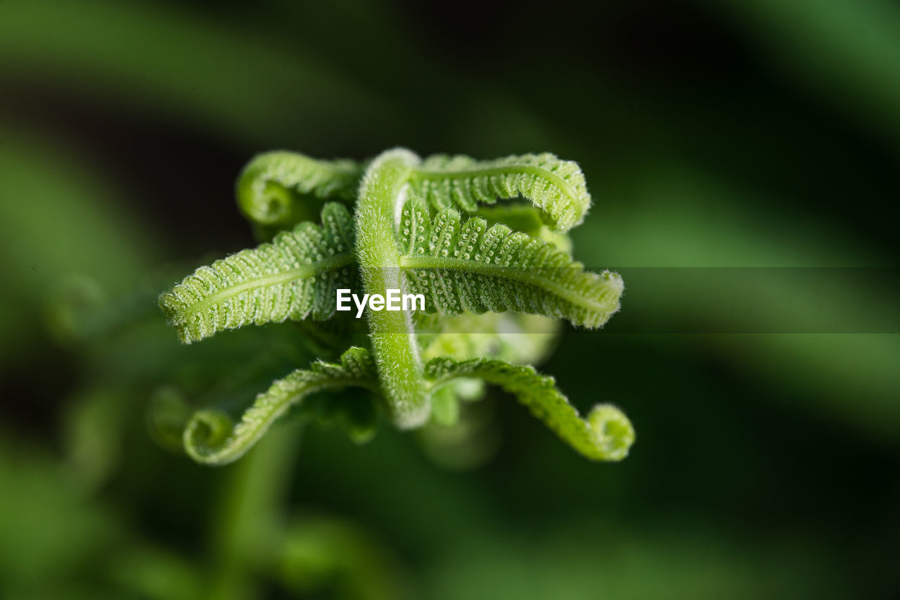 Close-up of green plant