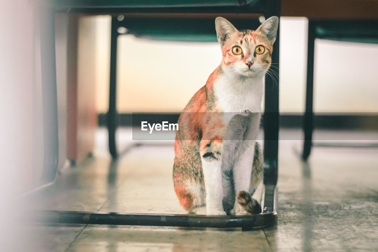 Portrait of cat sitting on floor at home