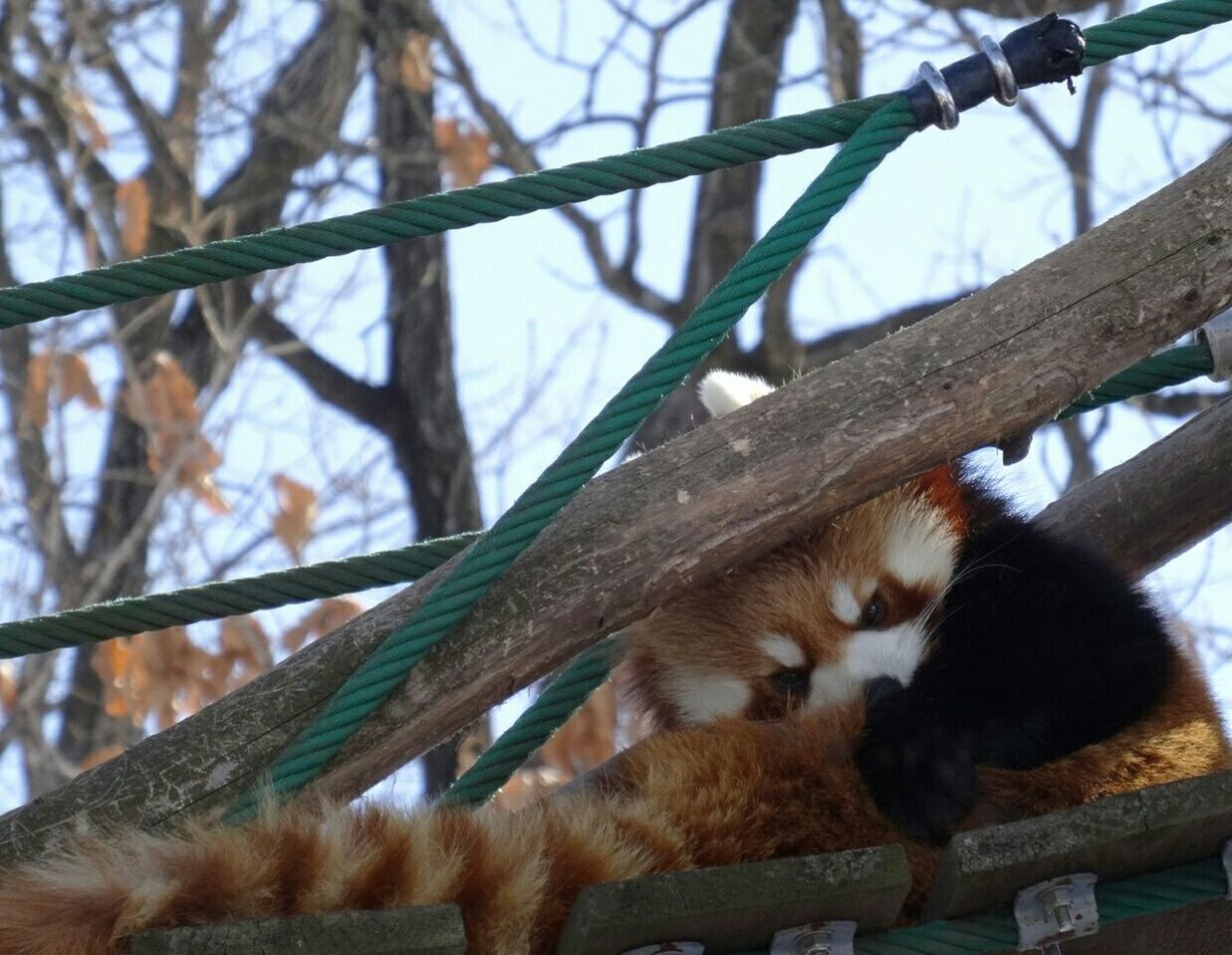 Low angle view of red panda on rope bridge