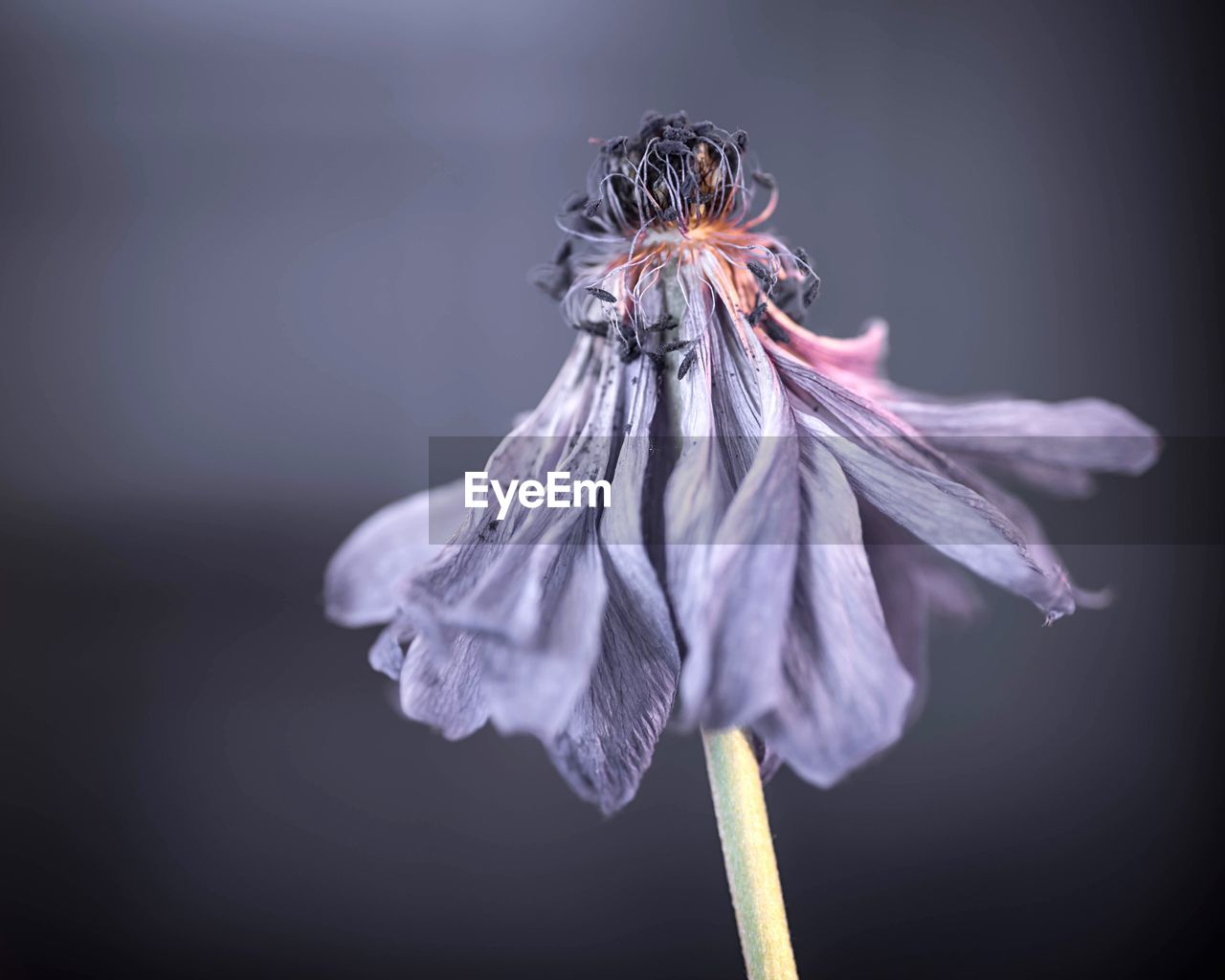 Close-up of dying purple anemone flower