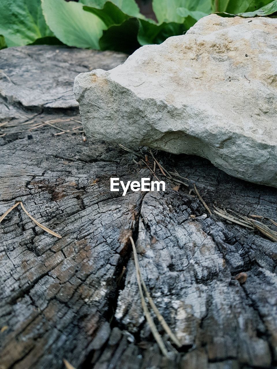 HIGH ANGLE VIEW OF WOOD