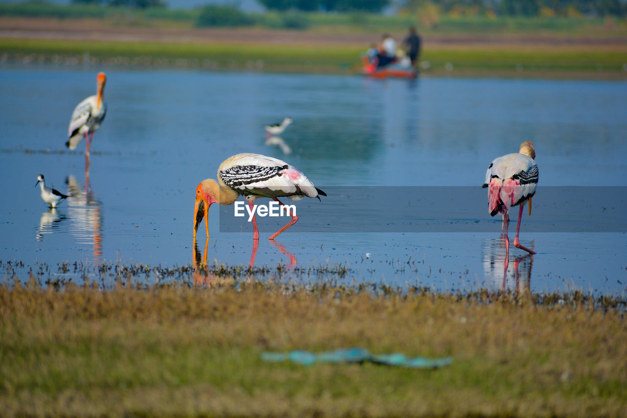 BIRDS ON THE LAKE