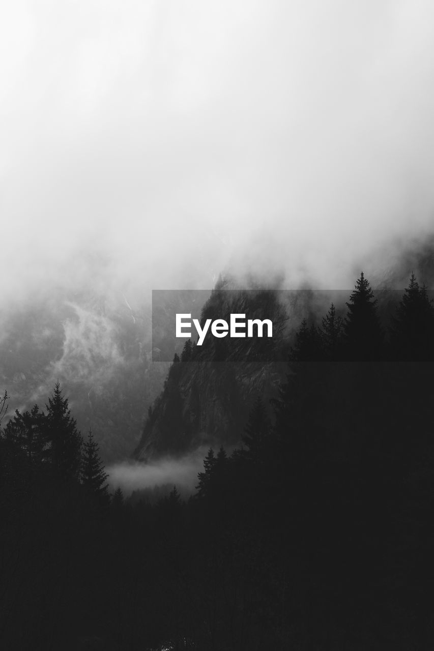 SCENIC VIEW OF TREES IN FOGGY WEATHER