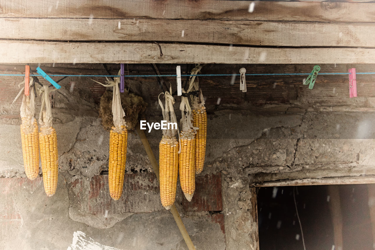 Corns hanging from clothesline