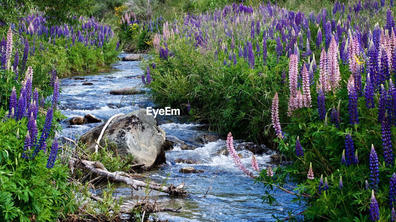 Purple flowers growing by plants