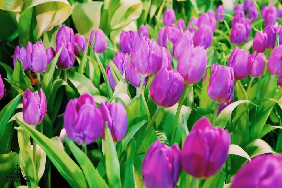 CLOSE-UP OF TULIPS