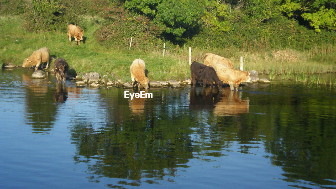 Cows drinking water in lake