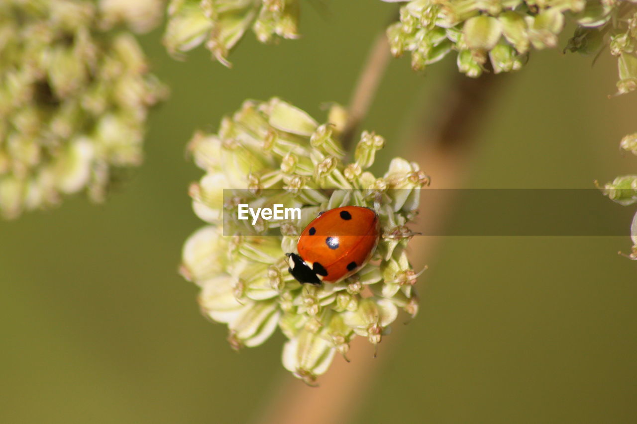 Directly above shot of ladybug on white flower