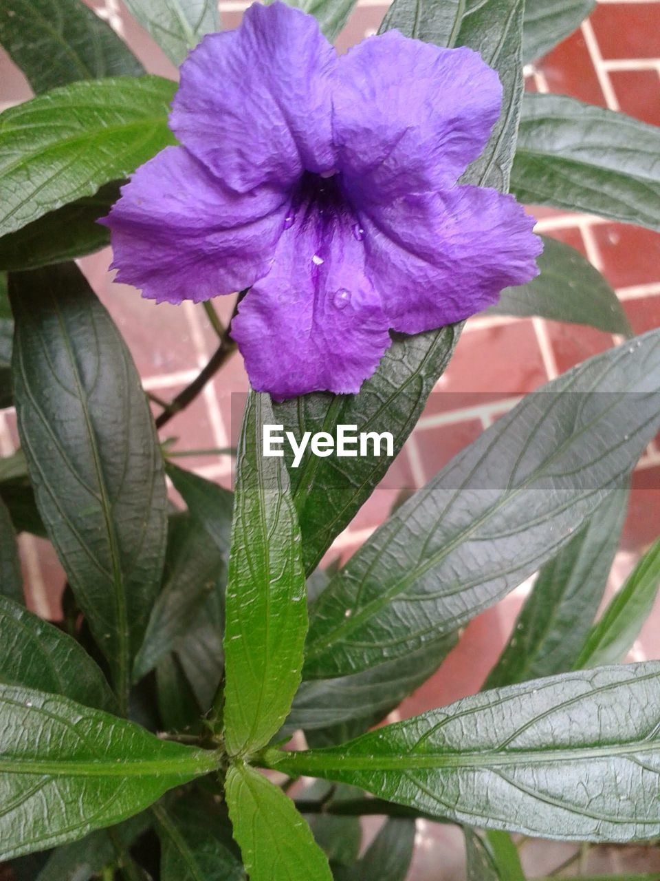 plant, flowering plant, flower, growth, leaf, plant part, beauty in nature, freshness, fragility, close-up, nature, petal, flower head, inflorescence, purple, day, no people, green, outdoors, botany