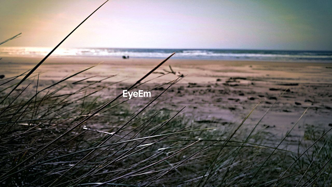 CLOSE-UP OF GRASS ON BEACH AGAINST SKY