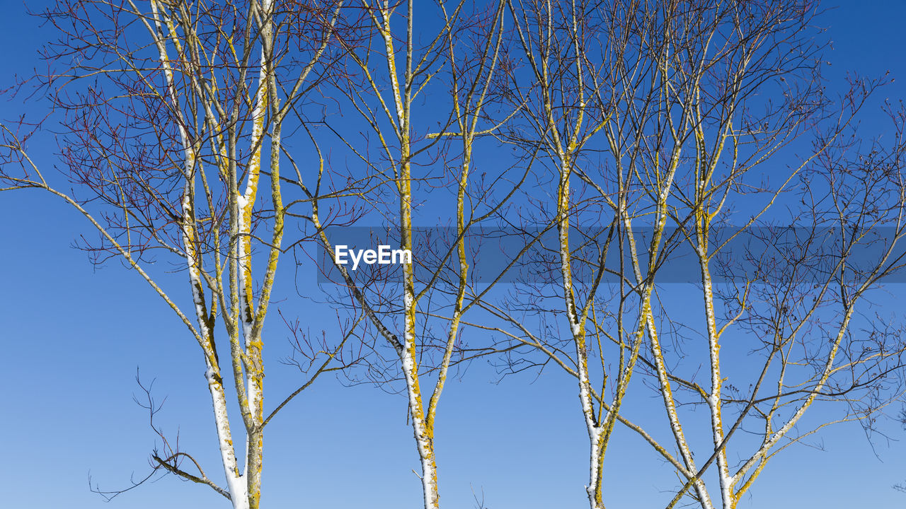 LOW ANGLE VIEW OF BARE TREES AGAINST BLUE SKY