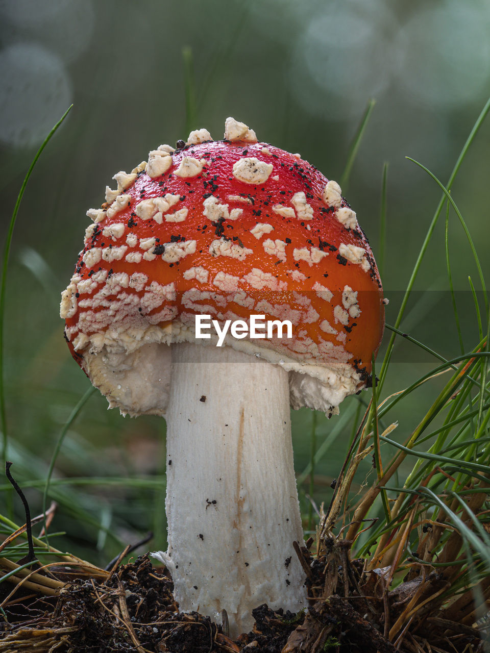 CLOSE-UP OF MUSHROOM ON FIELD