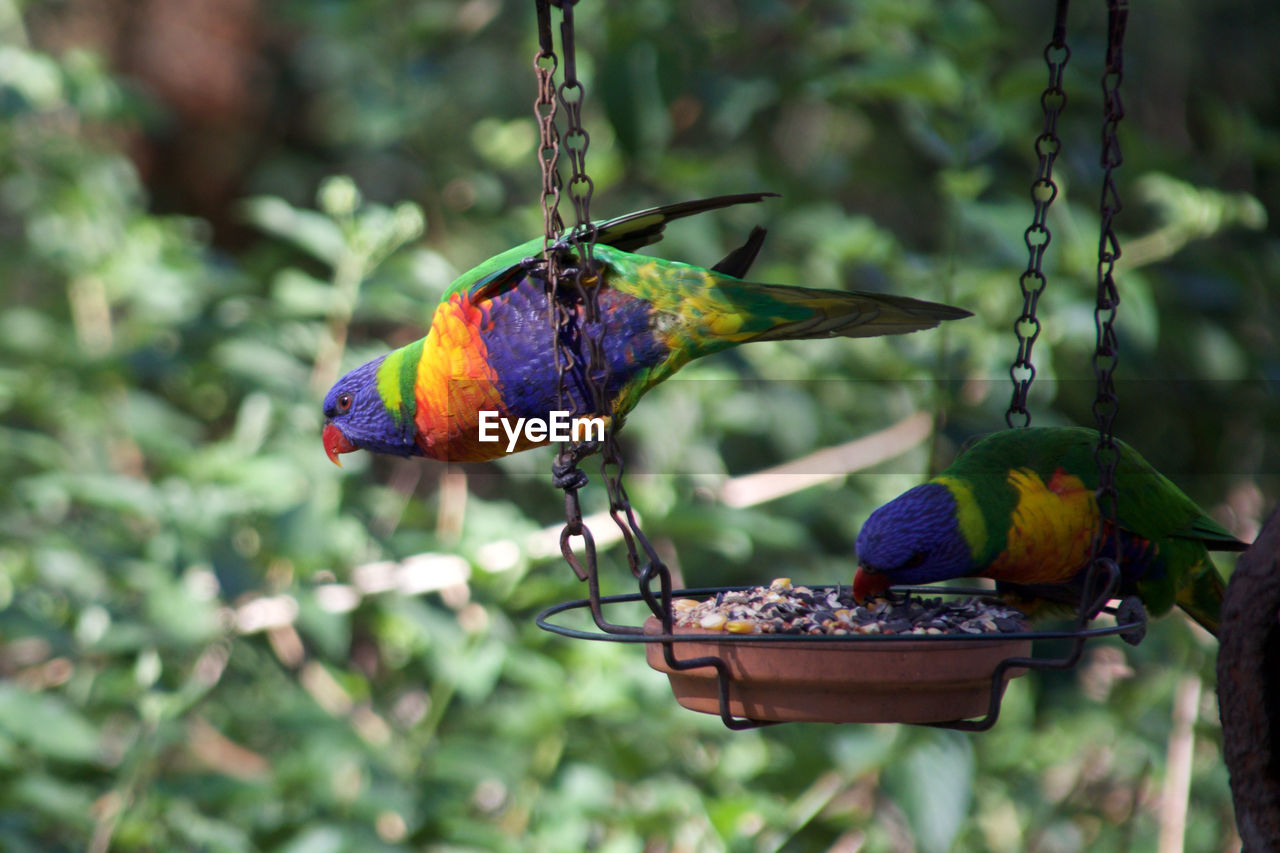 Rainbow lorikeets perching on feeder