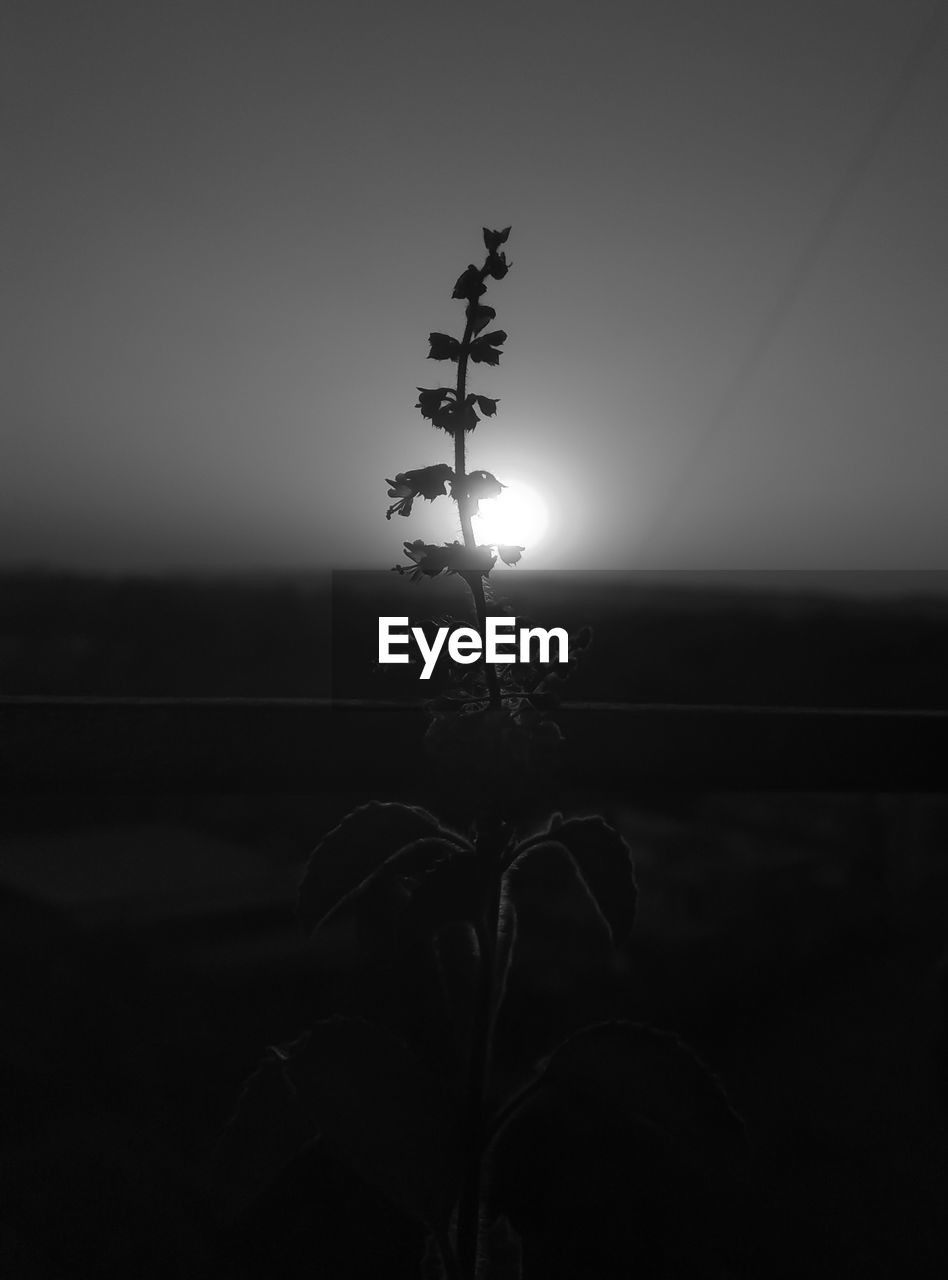 SILHOUETTE PLANT GROWING ON FIELD AGAINST SKY AT SUNSET
