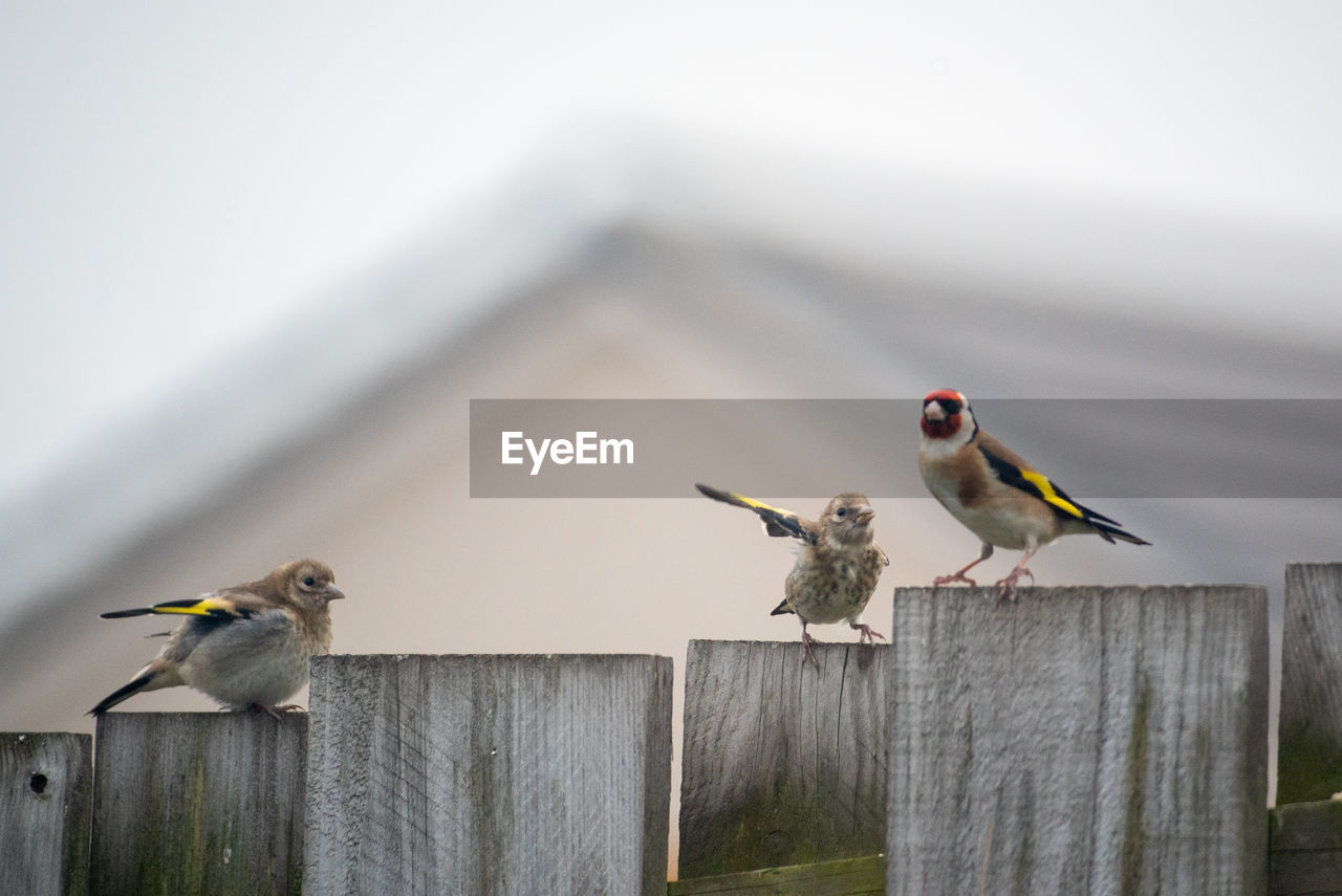 Goldfinch bird  and young perching on wooden fence.