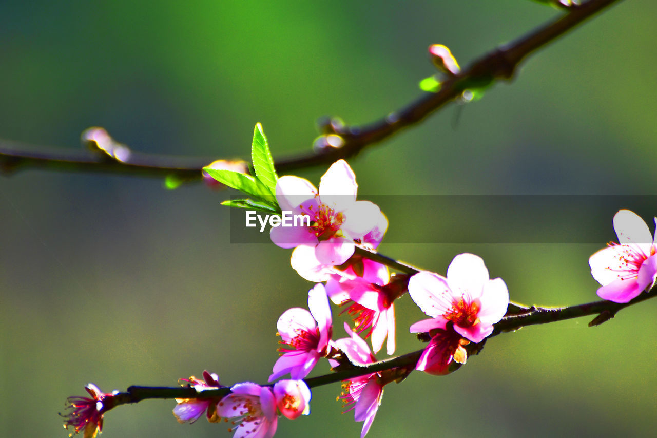 CLOSE-UP OF PINK CHERRY BLOSSOM ON BRANCH