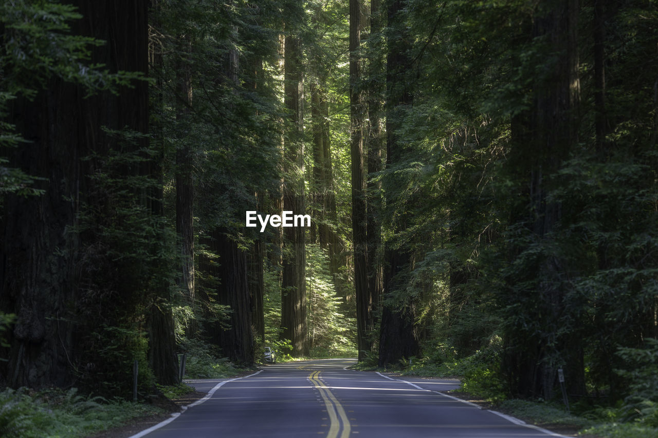 tree, road, plant, forest, the way forward, transportation, land, natural environment, nature, symbol, beauty in nature, road marking, sign, marking, no people, tranquility, diminishing perspective, non-urban scene, tranquil scene, scenics - nature, day, growth, green, empty road, outdoors, woodland, environment, tree trunk, sunlight, trunk, vanishing point, infrastructure, asphalt, landscape, lane