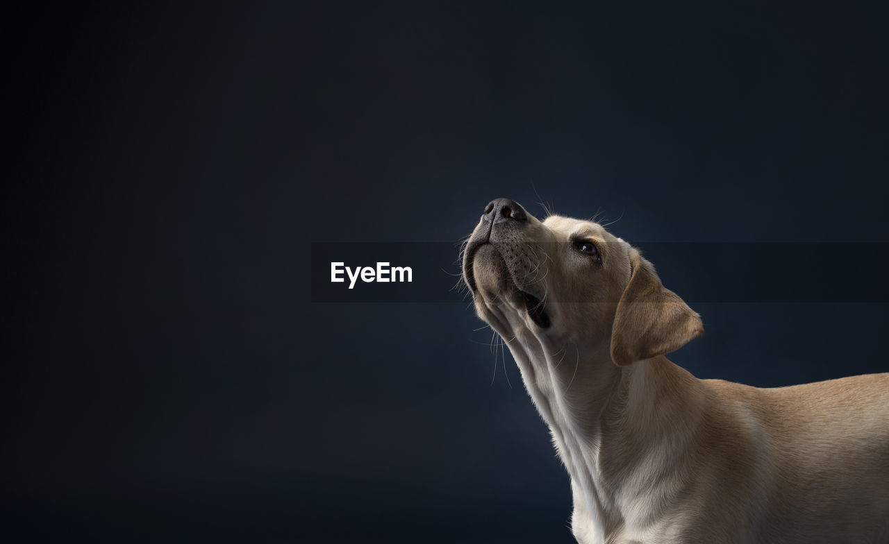 Yellow lab puppy on dark blue background looking camera left and up