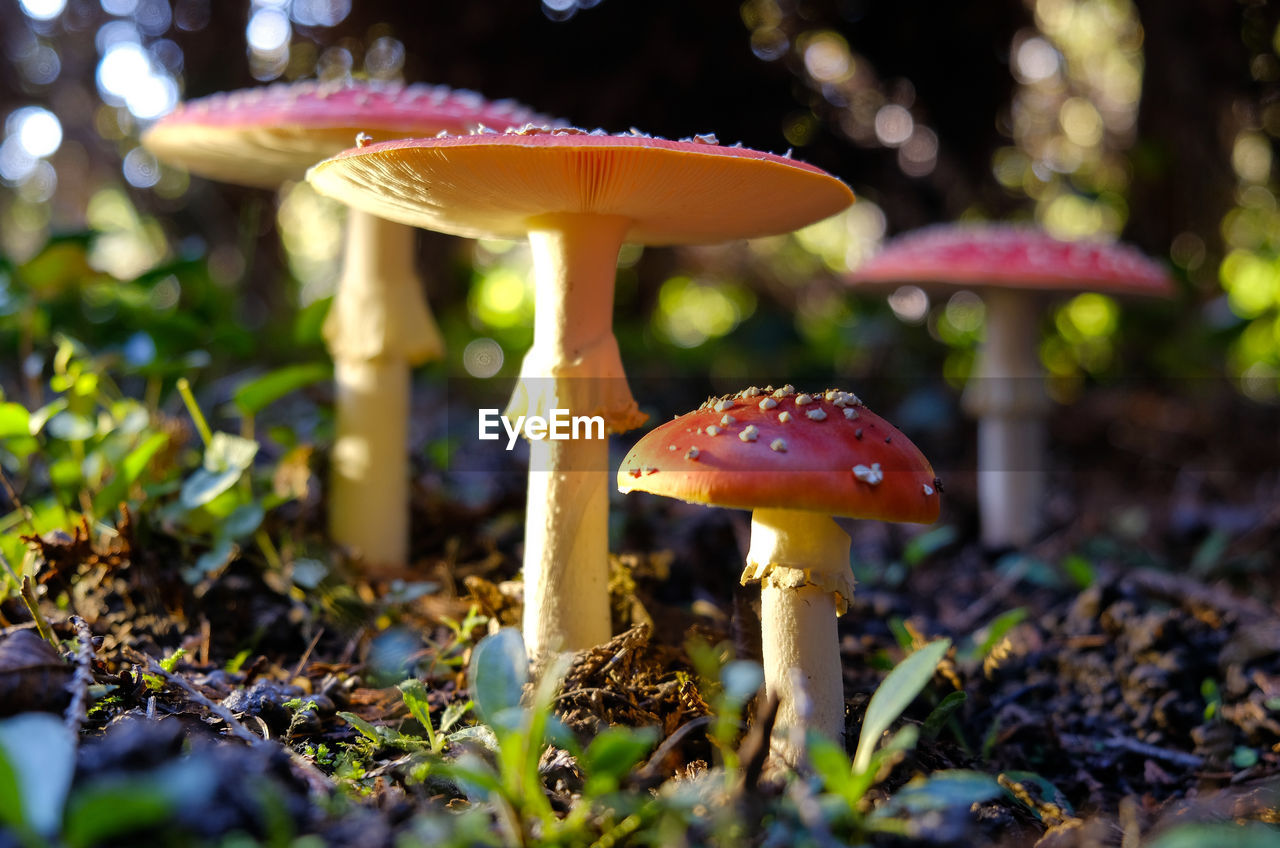 Close-up of mushroom growing on field