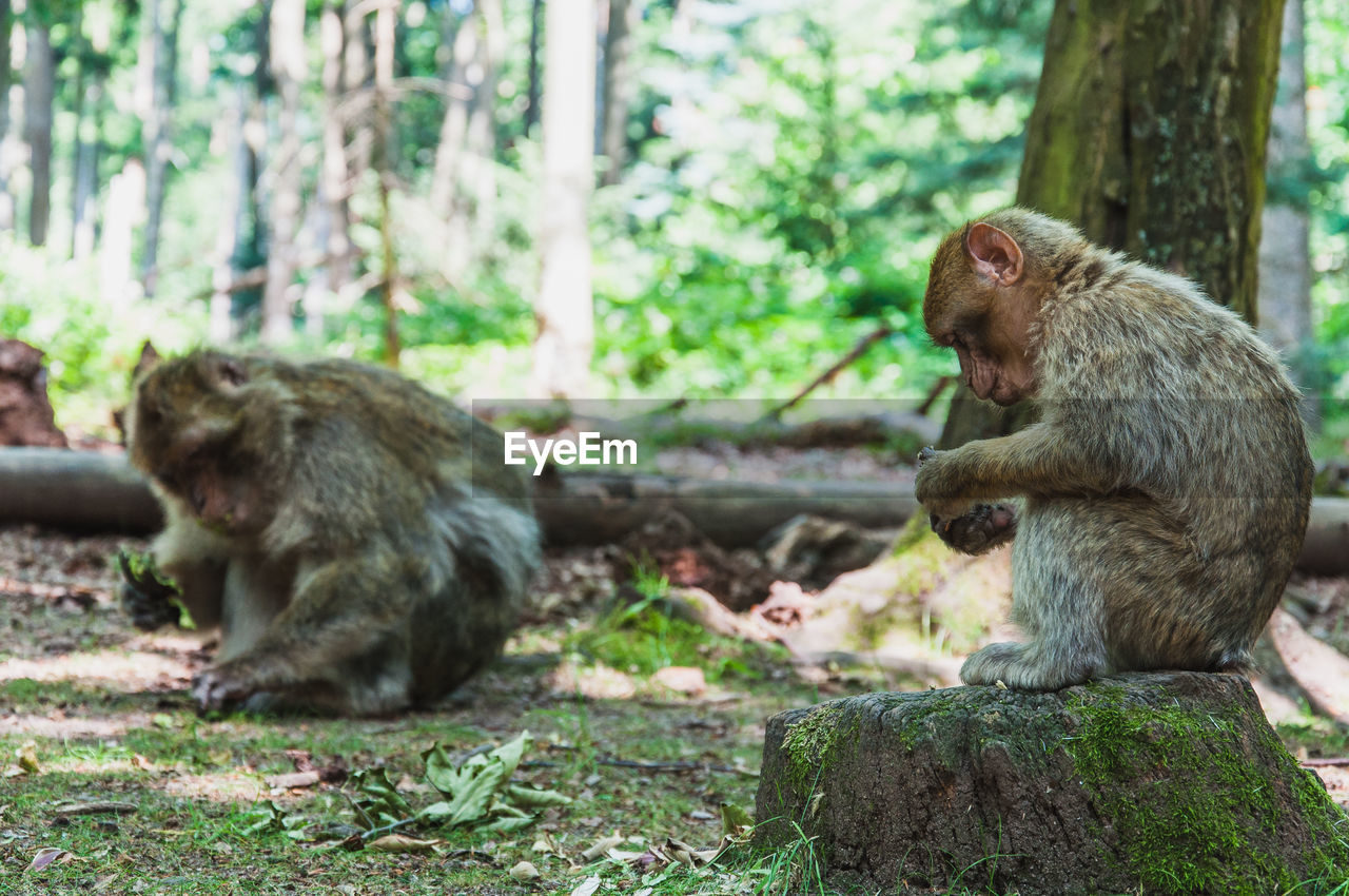 MONKEYS SITTING ON A STONE