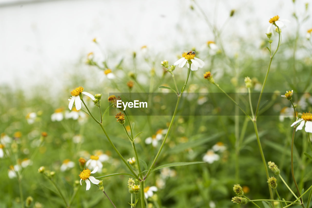 CLOSE-UP OF YELLOW FLOWERING PLANT