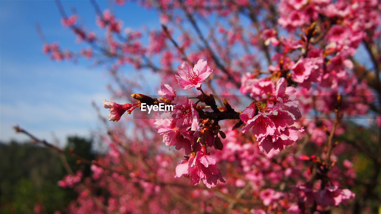 Close-up of pink flower