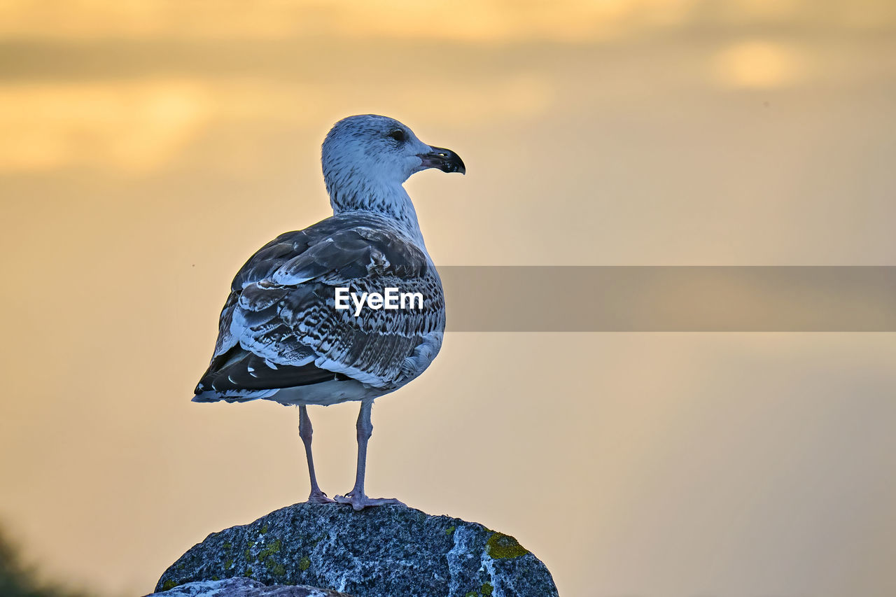 VIEW OF SEAGULL PERCHING ON ROCK AGAINST SKY