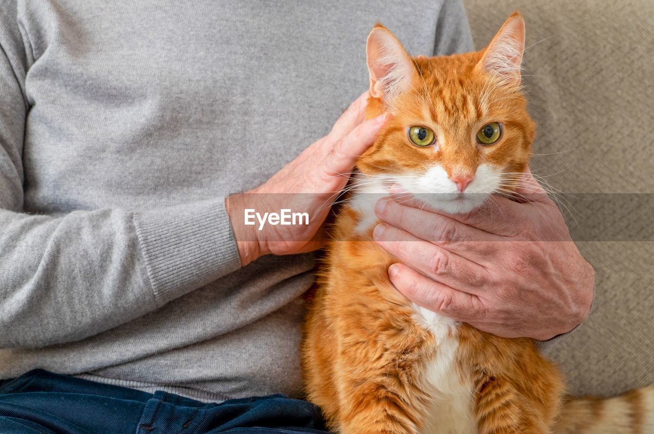 An adult large red cat sits on the couch next to its owner, an adult man. 