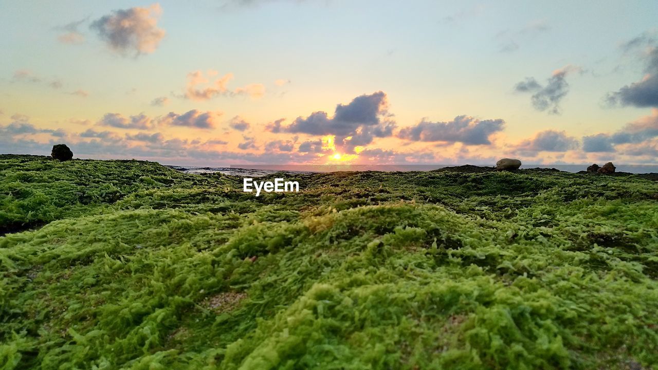 PANORAMIC VIEW OF FIELD AGAINST SKY