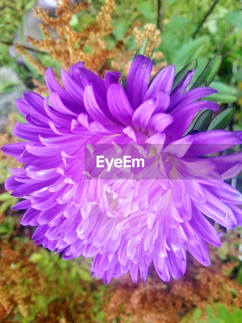 CLOSE-UP OF PURPLE FLOWERS BLOOMING