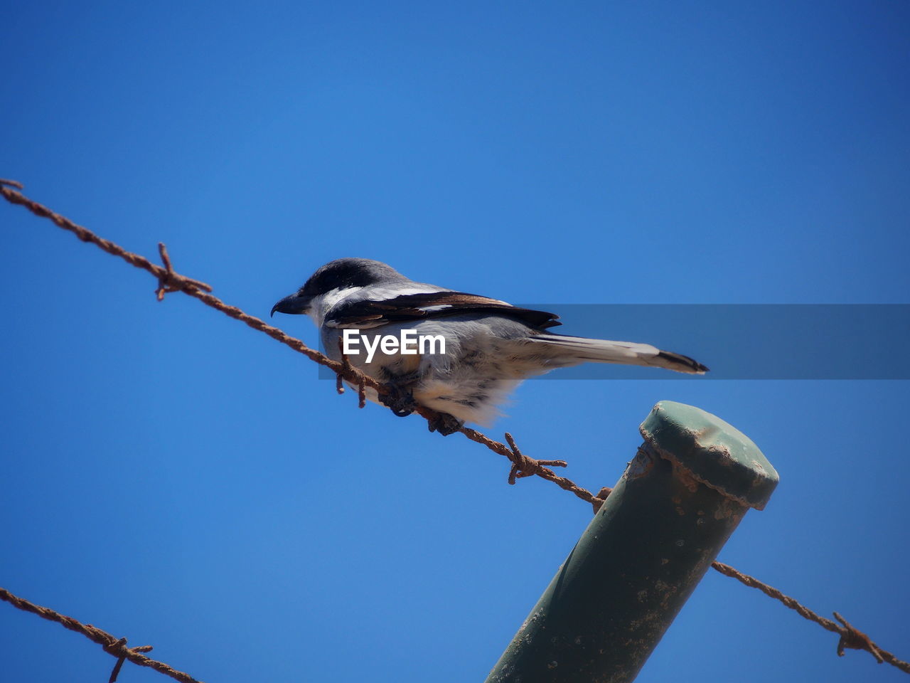 LOW ANGLE VIEW OF BIRD PERCHING ON BLUE SKY
