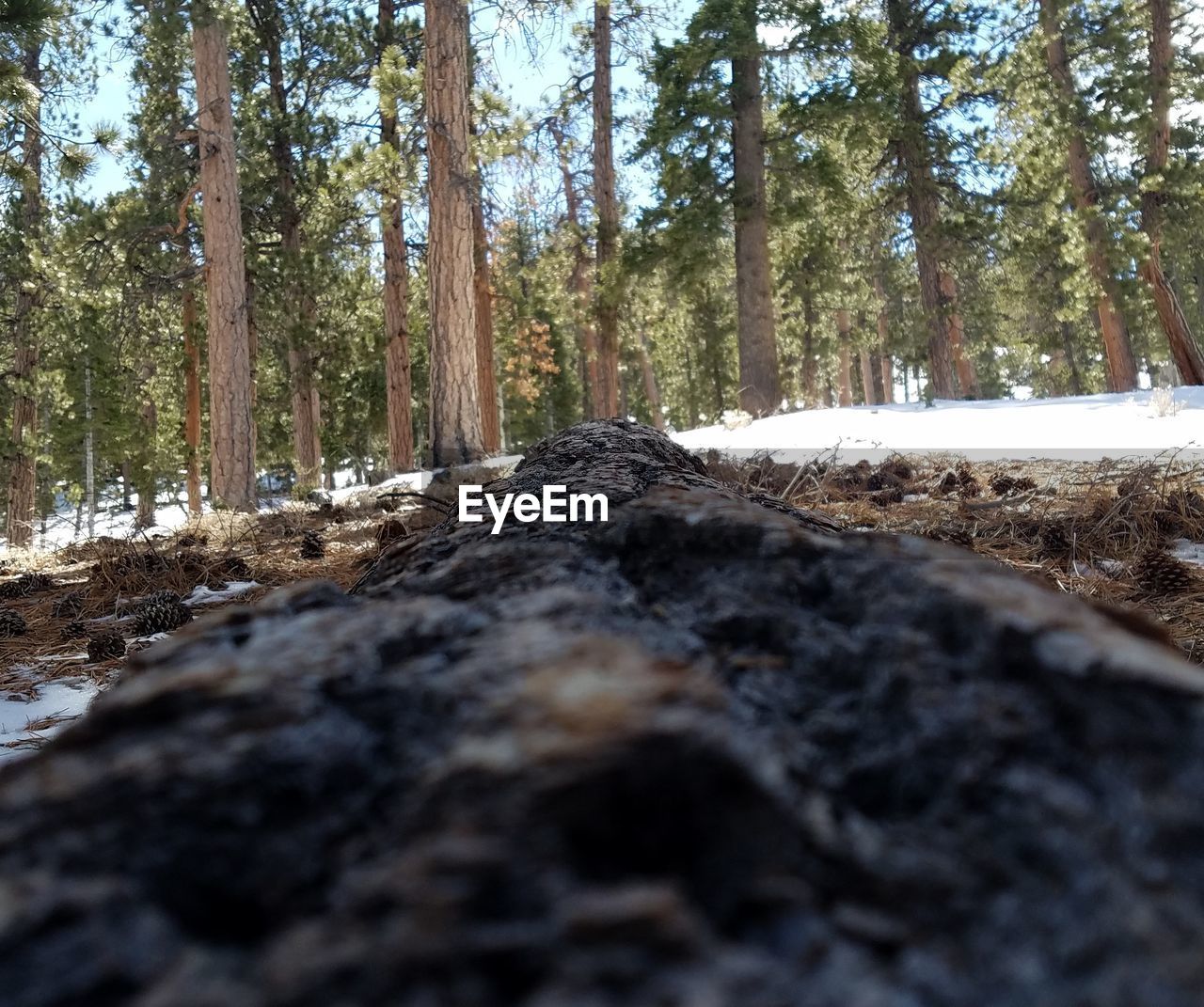 SURFACE LEVEL OF TREES IN THE FOREST