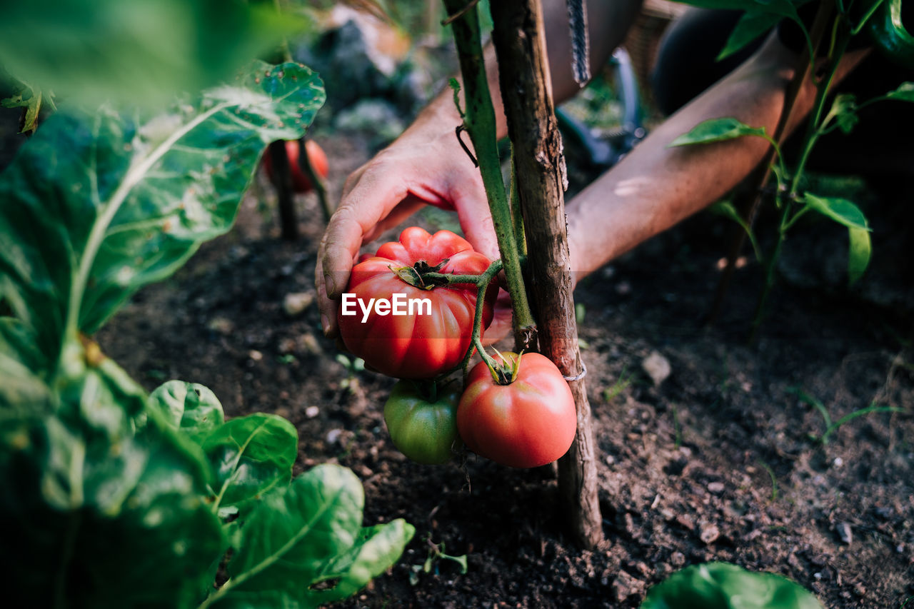 Crop anonymous gardener picking ripe red eco tomatoes from green plant while harvesting vegetables in garden in summer day