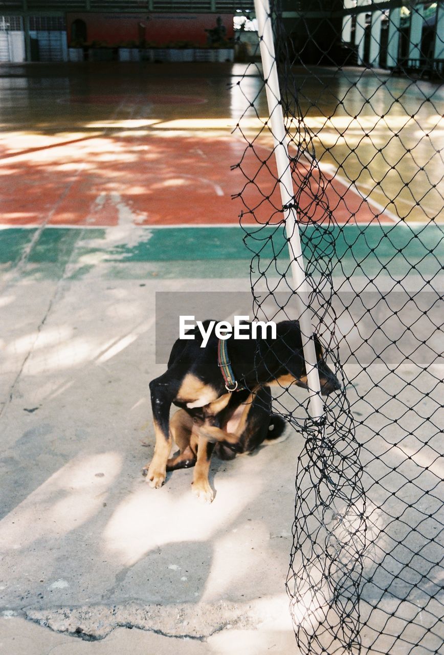 DOG STANDING BY FENCE