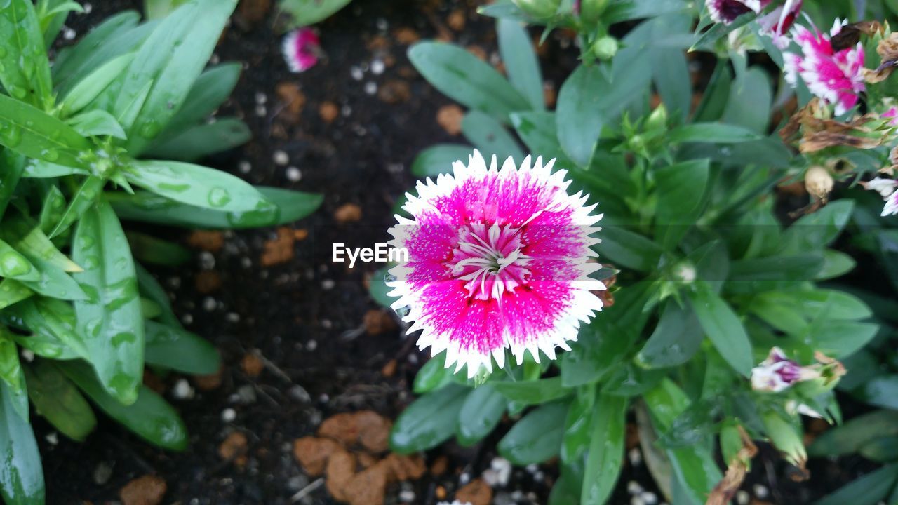 HIGH ANGLE VIEW OF FLOWER BLOOMING OUTDOORS