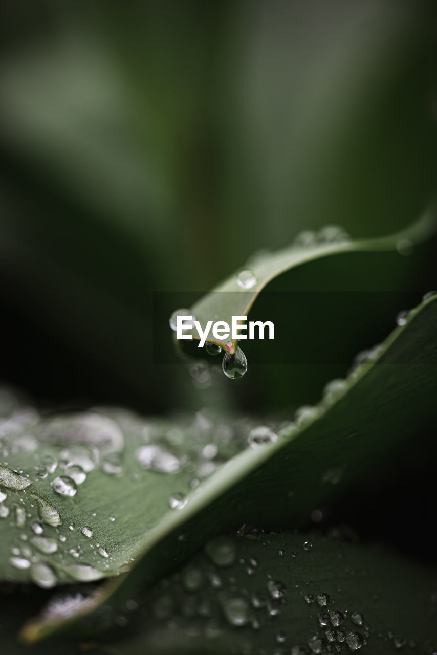 Close up of water droplets on green leaves after a rain.