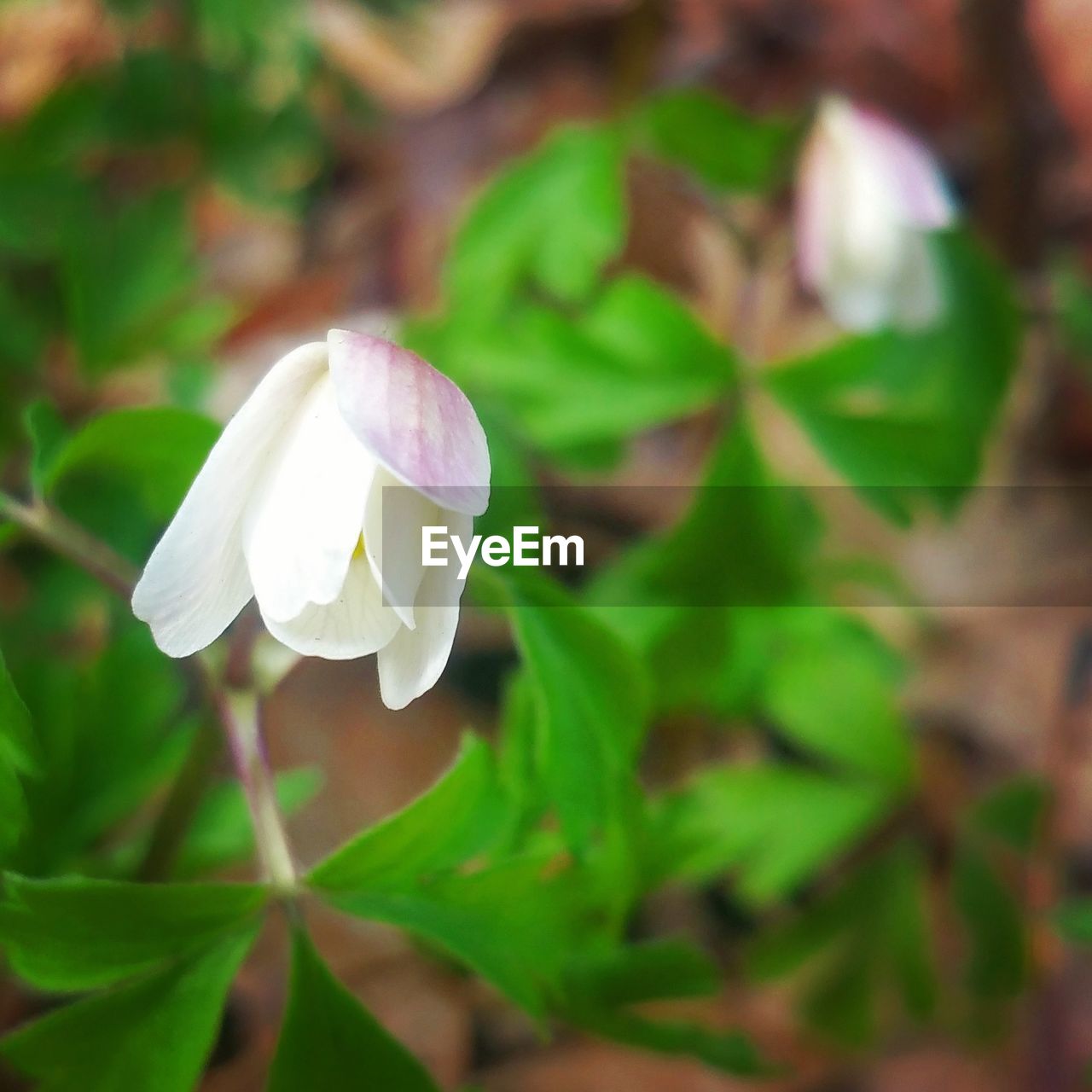 CLOSE-UP OF FLOWER