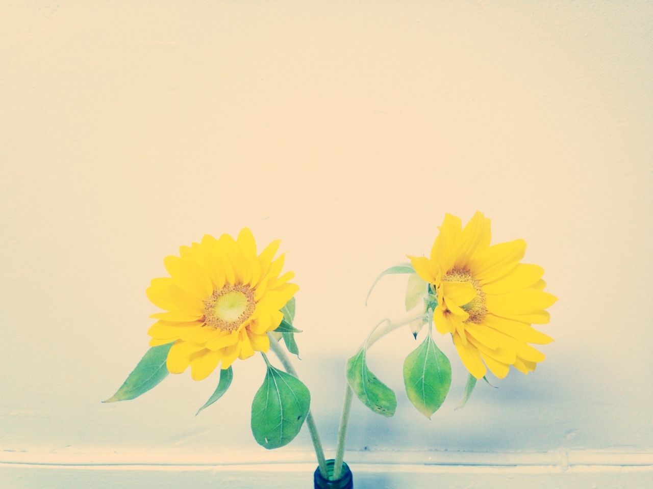 Two yellow flowers in vase