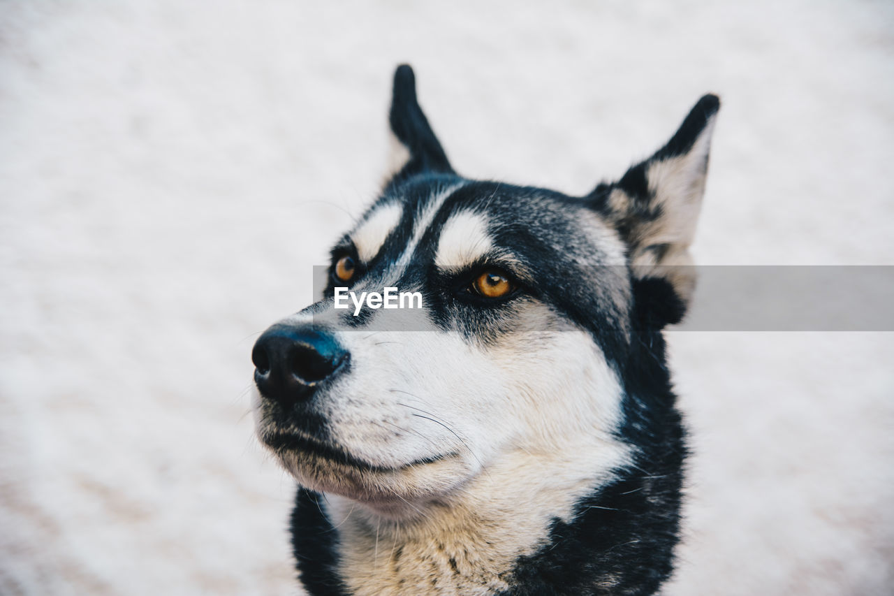 Close-up of dog looking away