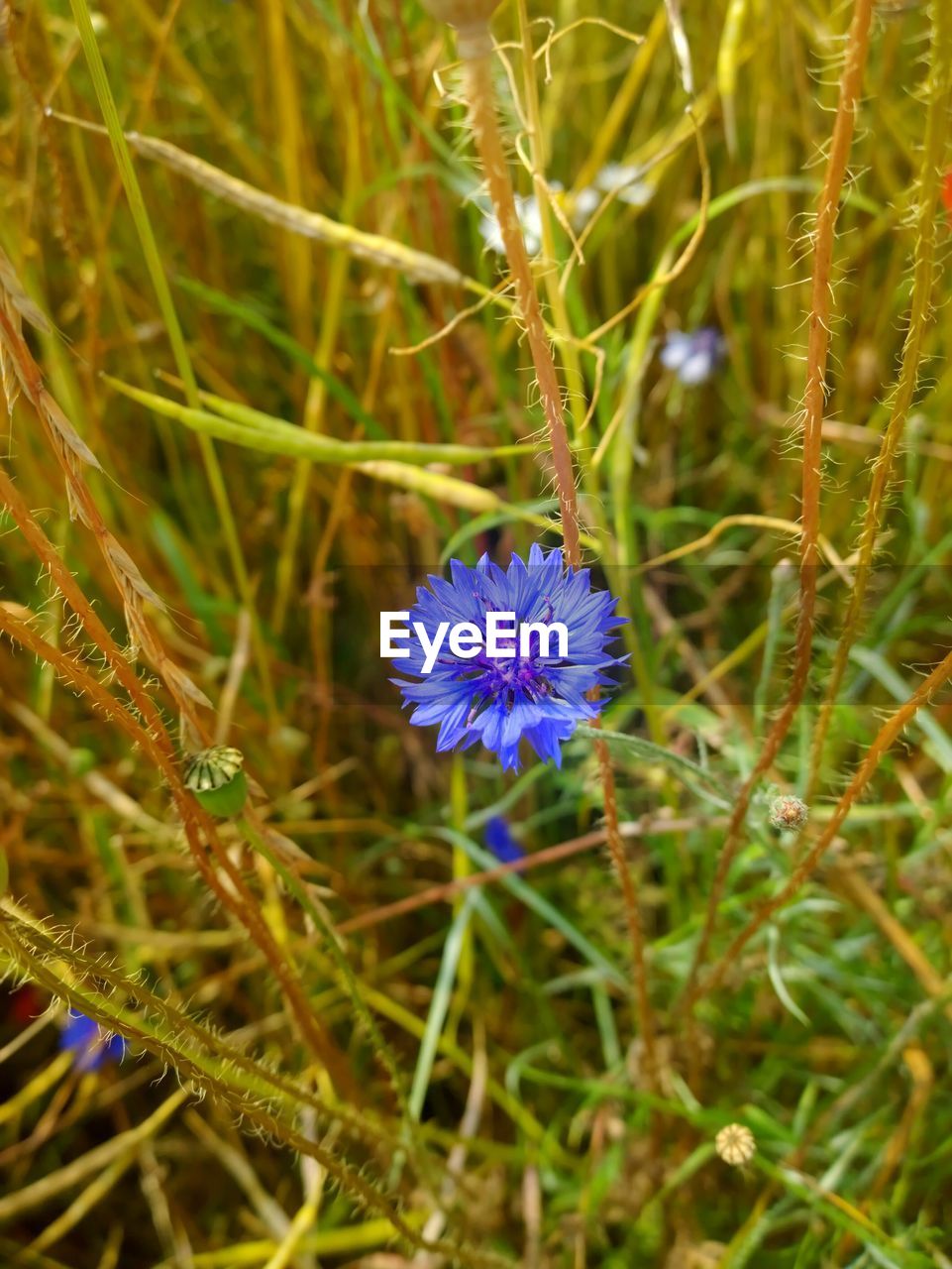 Blue flower growing on field